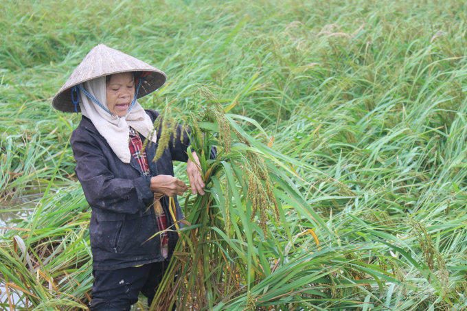 Nông dân Nam Định xuống đồng cứu lúa. Ảnh: Mai Chiến.