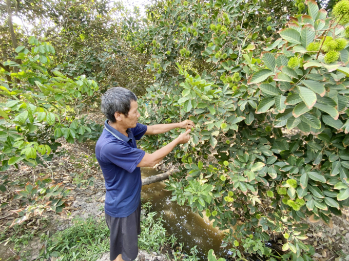 Đối với điều kiện thời tiết bất lợi cần có những cách can thiệp tốt hơn, tránh mưa, trồng cây chắn gió, lưu ý phân bón, tùy loại đất, thời gian canh tác, từng giai đoạn cây trồng…Ảnh: Ngọc Trinh.