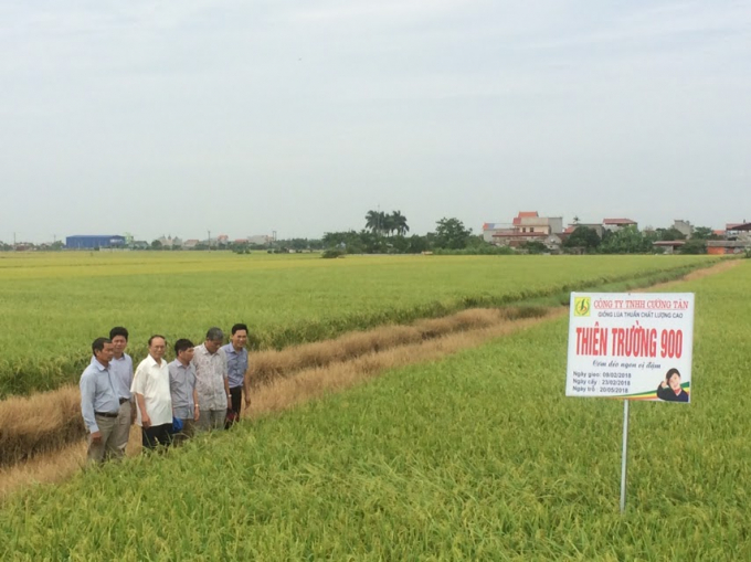 Trung tâm Giống cây trồng Nam Định phối hợp với Công ty Cường Tân sản xuất thử nghiệm giống lúa Thiên Trường 900. Ảnh: Ngọc Minh.