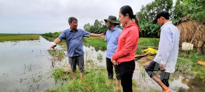 Toàn tỉnh Kiên Giang ghi nhận có gần 9 ngàn ha lúa bị thiệt hại, thuộc các huyện U Minh Thượng, Vĩnh Thuận, Kiên Lương và An Biên. Ảnh: Trung Chánh.