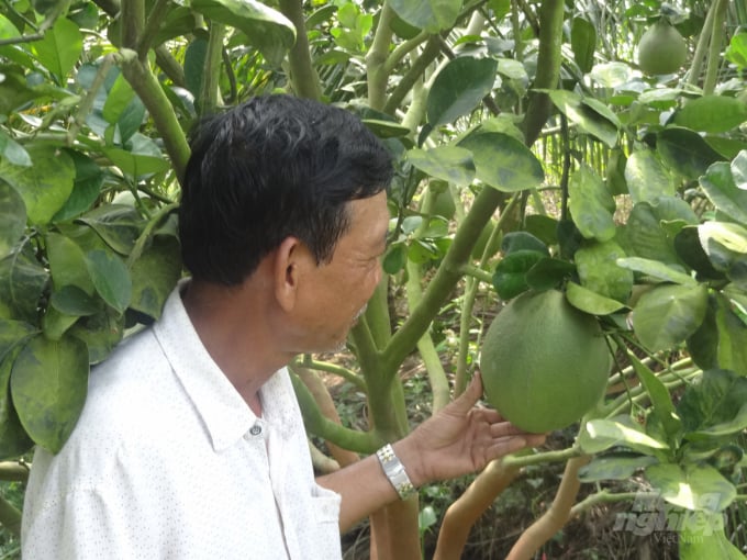 Mô hình trồng bưởi da xanh trên đất lúa cho hiệu quả cao ở Long An. Ảnh: Sơn Trang.