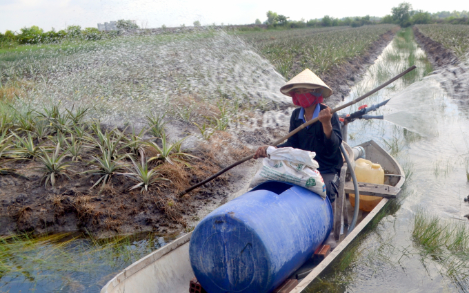 Tận dụng con nước xen kẽ giữa ruộng khóm để vận chuyển nông sản và bón phân, xịt thuốc. Ảnh: Trần Trung.