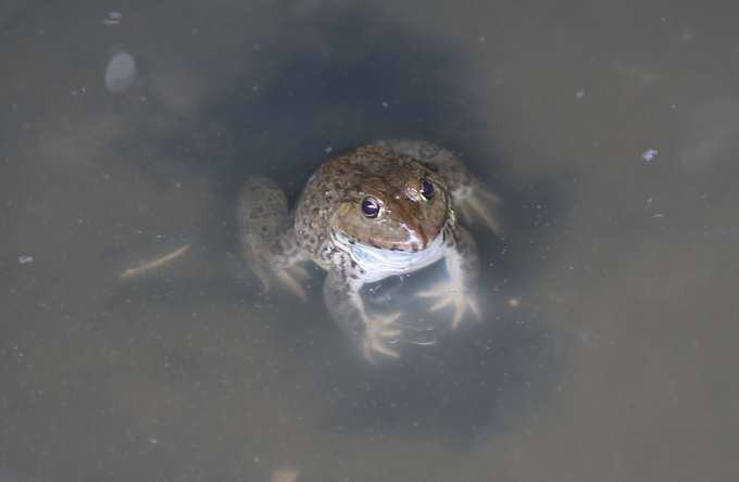 Đây là một trong những con ếch 'cụ kỵ', có trọng lượng hơn nửa ký trong đàn ếch bố mẹ. Ảnh: Phúc Lập.