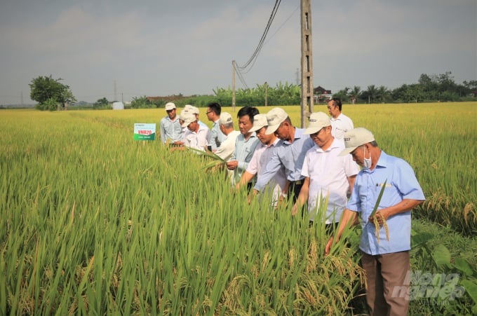 VNR20 là giống lúa được Công ty Cổ phần Tập đoàn giống cây trồng Việt Nam nghiên cứu và chọn tạo. Ảnh: Phạm Hiếu.