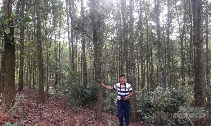 Diện tích trồng rừng gỗ lớn chủ yếu là của những hộ có diện tích đất lớn, có tiềm lực kinh tế. Ảnh: HL.