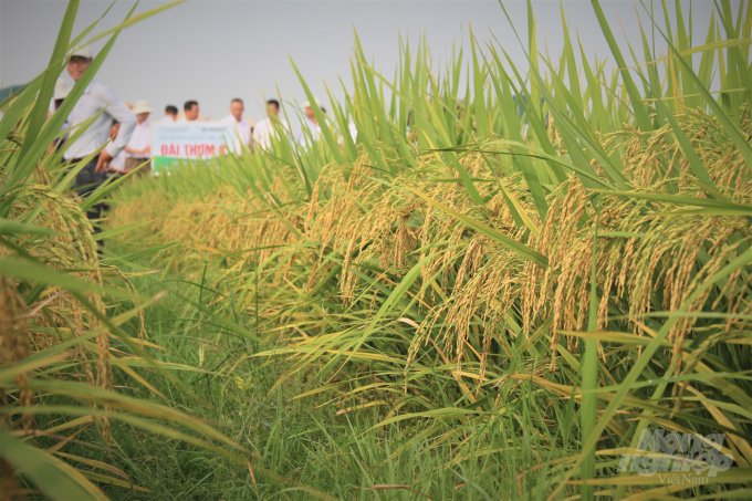 Giống lúa chất lượng cao Đài Thơm 8 của Công ty Cổ phần Tập đoàn giống cây trồng Việt Nam. Ảnh: Phạm Hiếu.