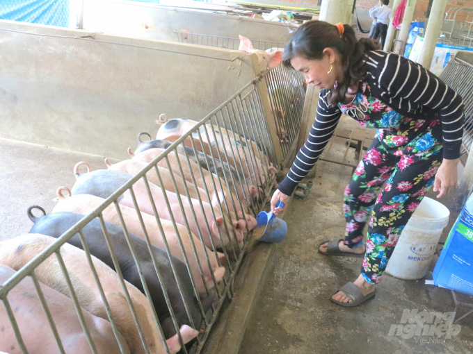 Người chăn nuôi ở Bình Định đẩy mạnh tái đàn heo theo hướng an toàn. Ảnh: Vũ Đình Thung.