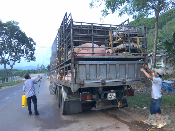 Hiện mỗi tháng Bình Định cung cấp ra thị trường sản lượng thịt heo hơn 9.000 tấn. Ảnh: Vũ Đình Thung.
