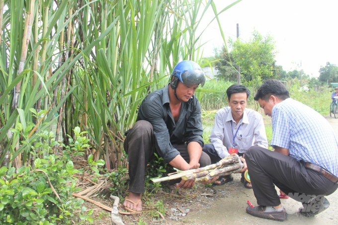 Đoàn công tác của tỉnh và bộ phận chuyên môn Casuco tiến hành lấy mẫu mía của người dân ở thị trấn Búng Tàu. Ảnh: Trung Chánh.
