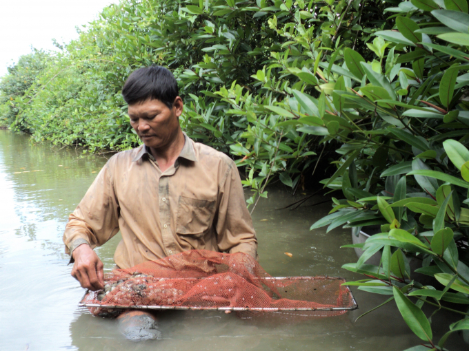 Người dân ven biển khu vực An Biên - An Minh phát triển nghề nuôi trồng thủy sản dưới tán rừng, vừa đảm bảo sinh kế bền vững vừa bảo vệ tốt rừng phòng hộ. Ảnh: Trung Chánh.