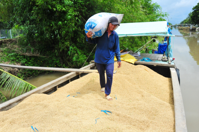 HTX liên kết sản xuất lúa gạo với nông dân và doanh nghiệp, đáp ứng yêu cầu ngày càng cao của thị trường. Ảnh: Lê Hoàng Vũ.