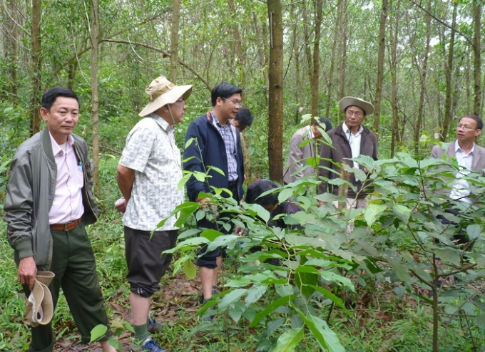 Lãnh đạo tỉnh Thừa Thiên - Huế kiểm tra Dự án Phục hồi và quản lý bền vững rừng phòng hộ (JICA2). Ảnh: thuathienhue.gov.vn.