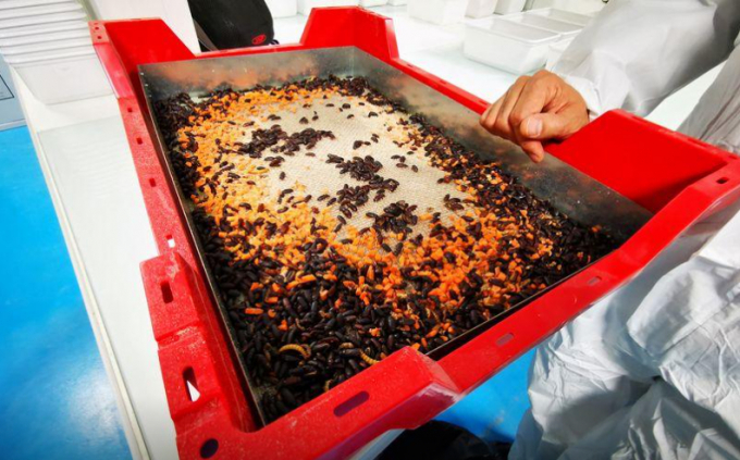 Thức ăn của côn trùng trong dây chuyền của Ynsect chính là nguồn thực phẩm dư thừa được tận dụng để tránh gây ô nhiễm môi trường. Ảnh: Reuters