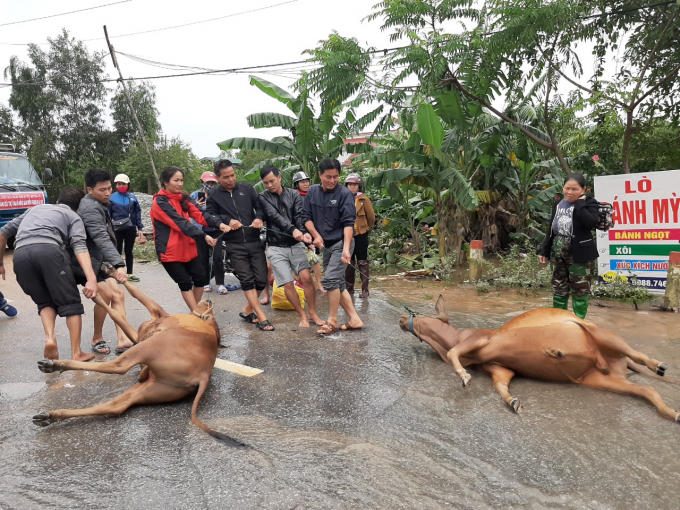 Chính quyền và người dân vùng lũ Hà Tĩnh cho biết, thứ họ cần nhất bây giờ là kinh phí để sửa sang nhà cửa, mua sắm đồ dùng trong gia đình và giống cây trồng, vật nuôi khôi phục sản xuất, ổn định sinh kế lâu dài. Ảnh: Quách Hường.