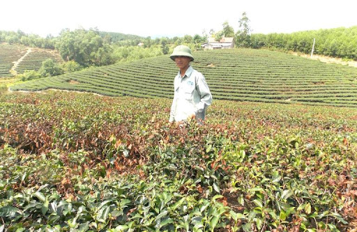 Một đồi chè sau đợt nắng hạn kéo dài.