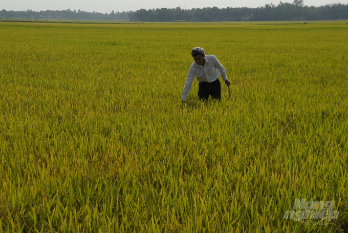 Năng suất lúa ở Bình Định trong năm 2020 ước đạt 65,9 tạ/ha, tăng 0,6 tạ/ha so cùng kỳ. Ảnh: Vũ Đình Thung.