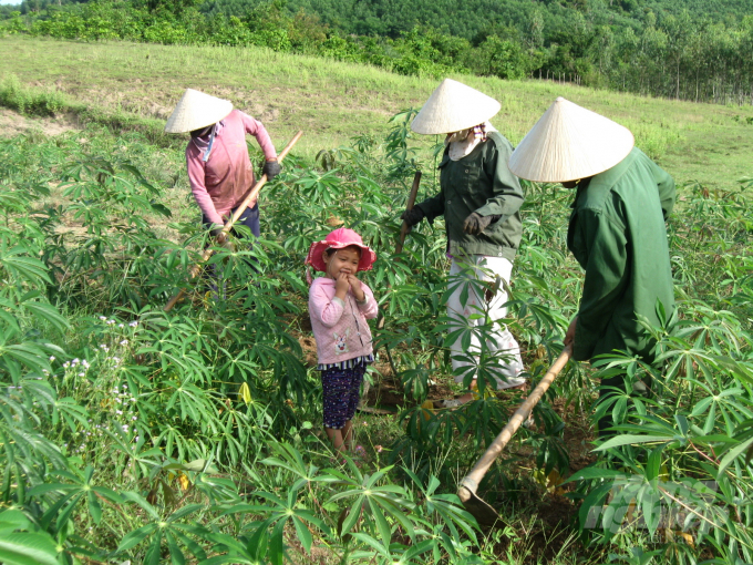 Năng suất cây mì (sắn) ở Bình Định trong năm 2020 cũng tăng 3,1 tạ/ha so với năm 2019. Ảnh: Vũ Đình Thung.