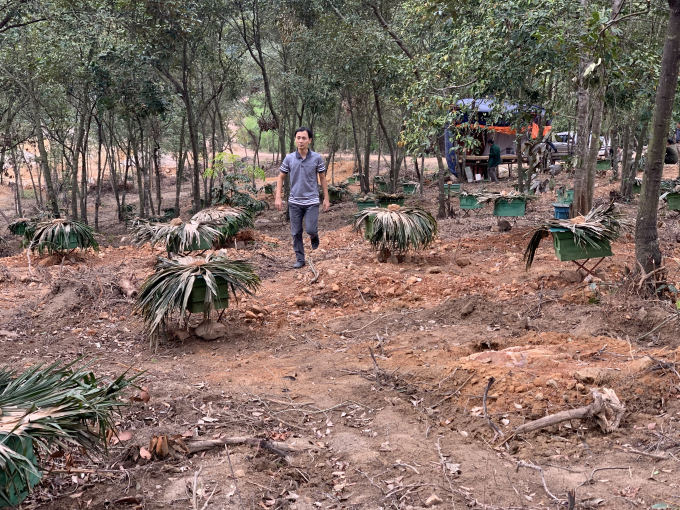 Lê Duy Khánh đi kiểm tra 350 bộng ong dưới rừng cây dẻ