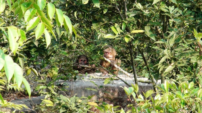 Khỉ tìm về sống trong 'rừng ông Nguyên'