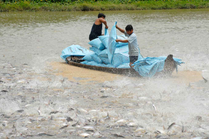 Mô hình nuôi cá tra 3 cấp ở An Giang đem lại hiệu quả cao. Ảnh: Lê Hoàng Vũ.