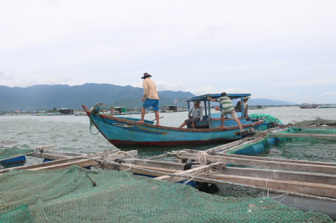 Theo ghi nhận chúng tôi tại khu vực nuôi ở thị trấn Vạn Giã, các ngư dân đều chấp hành di dời vào bờ để tránh trú. Ảnh: KS.