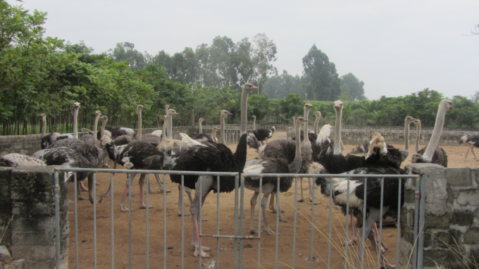 Một trang trại nuôi đà điểu ở Hưng Yên.