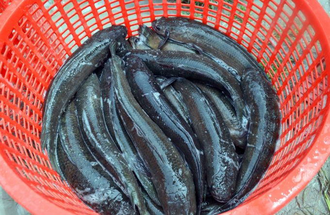 Cá lóc được nuôi theo hướng thuận thiên hoàn toàn sạch, chất lượng cao, được người tiêu dùng ưa chuộng. Ảnh: Trần Trung.