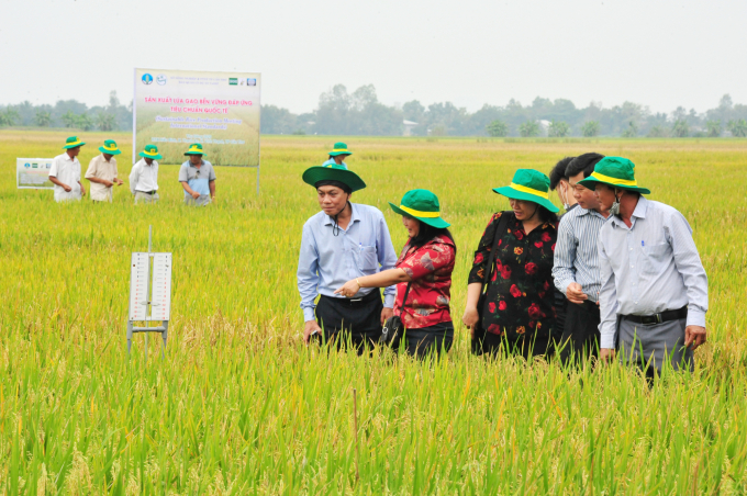 Sản xuất lúa gạo bền vững tại HTX Hiếu Bình, huyện Vĩnh Thạnh. Ảnh: Lê Hoàng Vũ.