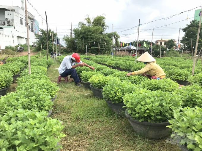 Năm nay số lượng cúc trồng để bán vào dịp tết ở Bình Định giảm 1 nửa số lượng. Ảnh Vũ Đình Thung.