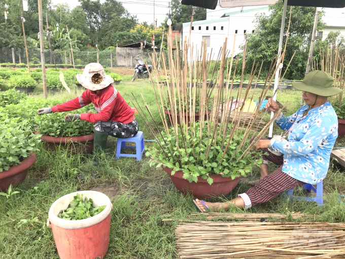 Năm nay người trồng cúc bán tết ở Bình Định vừa chăm cúc vừa lo lắng cúc ế do ảnh hưởng dịch Covid-19.