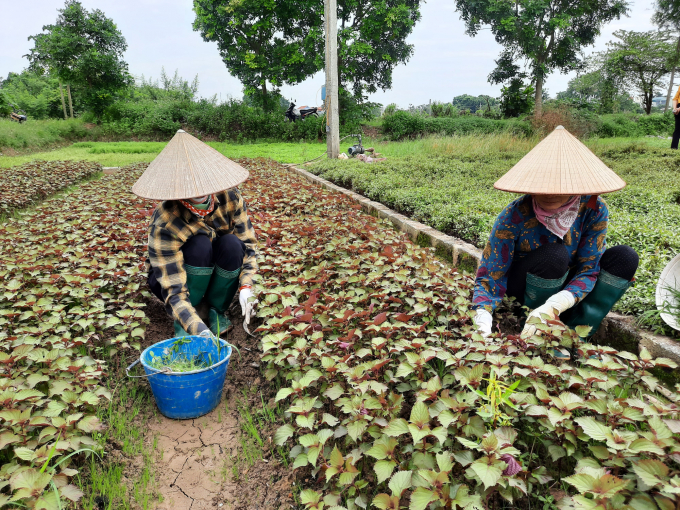 Nhờ áp dụng mô hình PGS, IPM, vùng rau gia vị Tân Minh, Thường Tín, Hà Nội giảm được lượng lớn thuốc BVTV, qua đó nâng cao giá trị kinh tế và thương hiệu rau gia vị Tân Minh. Ảnh: Nguyên Huân.