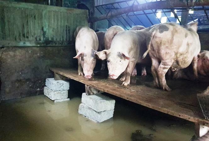 Một trại lợn ở Thừa Thiên Huế bị ngập lũ. Ảnh: Ngọc Văn.
