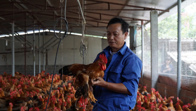Trang trại chăn nuôi gà theo VietGAHP của gia đình ông Phạm Văn Nhị ở Hải Phòng. Ảnh: Đinh Mười.