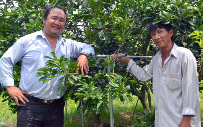 Ông Trịnh Minh Thành (trái), Giám đốc  HTX Nông nghiệp Đồng Thuận Phát  tham quan vườn bưởi của xã viên HTX. Ảnh: Trần Trung.