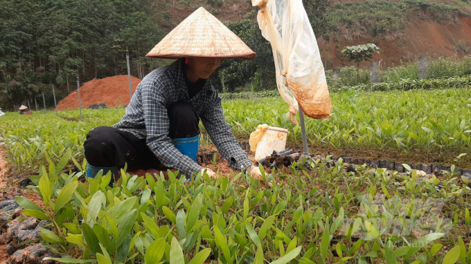 Cơ sở sản xuất cây giống của anh Chiến luôn có khoảng 20 lao động địa phương làm việc. Ảnh: Toán Nguyễn.