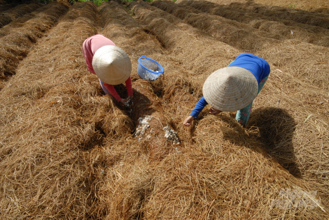 Nhờ được dự án VnSAT hỗ trợ tập huấn kỹ thuật, rất nhiều hộ nông dân ĐBSCL đã biết tận dụng sản phẩm phụ từ lúa gạo để trồng nấm rơm, tạo việc làm, tăng thu nhập. Ảnh: Hoàng Vũ.
