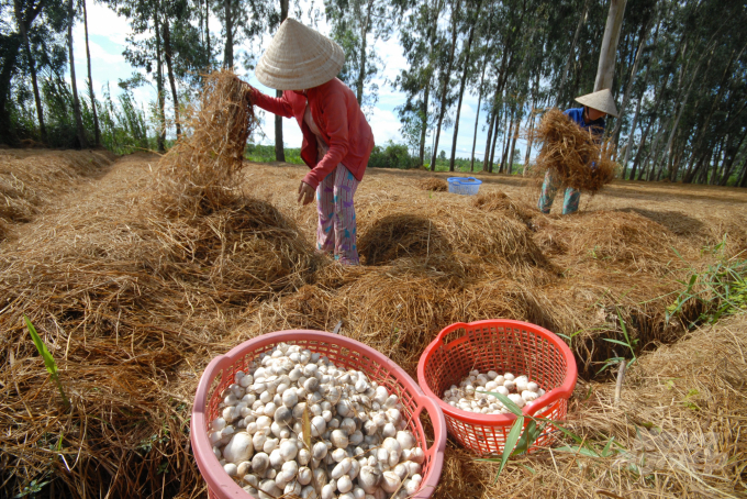 Nhờ được dự án VnSAT hỗ trợ tập huấn kỹ thuật, rất nhiều hộ nông dân ĐBSCL đã biết tận dụng sản phẩm phụ từ lúa gạo để trồng nấm rơm, tạo việc làm, tăng thu nhập. Ảnh: Hoàng Vũ.