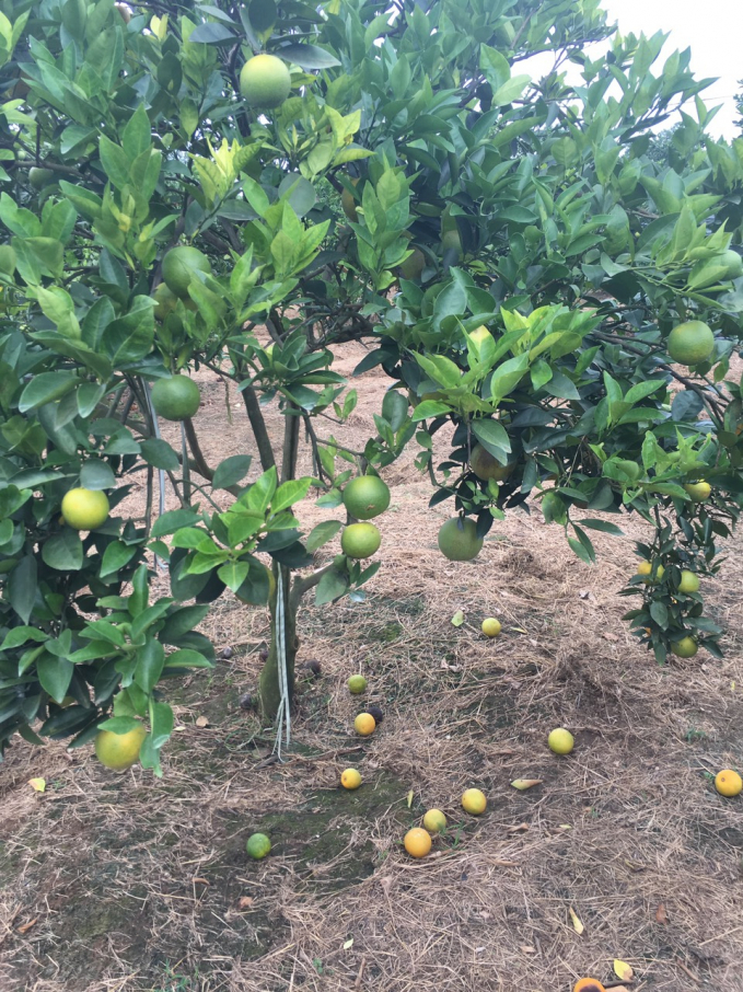 Một vườn cam ở Nghệ An, trồng mới ra quả đã nhiễm bệnh quả rụng đầy gốc. Ảnh: TL.