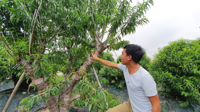 Anh Ngọc, 1 hộ dân trồng đào ở Đặng Cương chia sẻ về công nghệ thông minh áp dụng với cây đào cảnh. Ảnh: Đinh Mười.