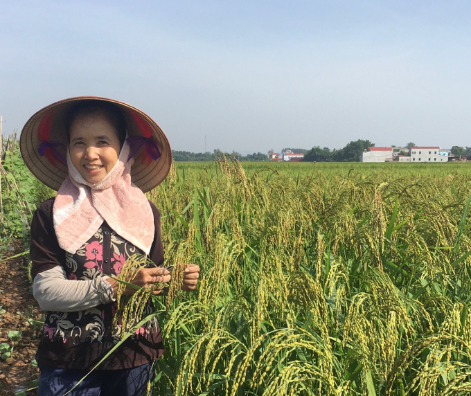 Bà Dương Thị Vệ, 59 tuổi, xóm Hòa Bình xã Xuân Phương cho biết lúa Ả Vằn sai hạt trĩu bông trên cả những thửa ruộng đất xấu. Ảnh: Đồng Văn Thưởng.