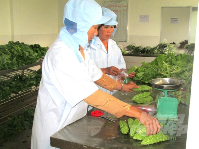 Hiện HTXNN Thuận Nghĩa mỗi ngày thu mua của nông dân 350-400kg, có thời điểm mua đến 700-800kg rau các loại để bán cho siêu thị và các quày bán rau sạch ở TP Quy Nhơn. Ảnh: Vũ Đình Thung.