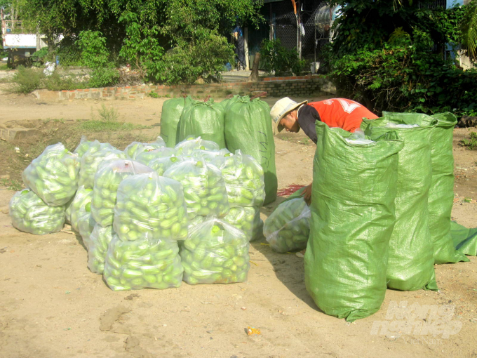 Hiện nay thương lái đổ xô về làng rau Thuận Nghĩa mua rau an toàn để đưa đi tiêu thụ tại các tỉnh miền Trung và Tây Nguyên. Ảnh: Vũ Đình Thung.