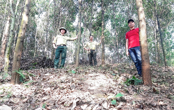 30 năm qua, từ 1990 đến nay, tỷ lệ che phủ rừng của Việt Nam tăng gần 15%. Ảnh: Võ Dũng.