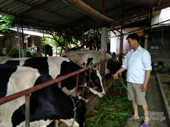 Đàn bò sữa của Vân Hòa chiếm gần 1/2 đàn bò sữa của huyện. Ảnh: NNVN.