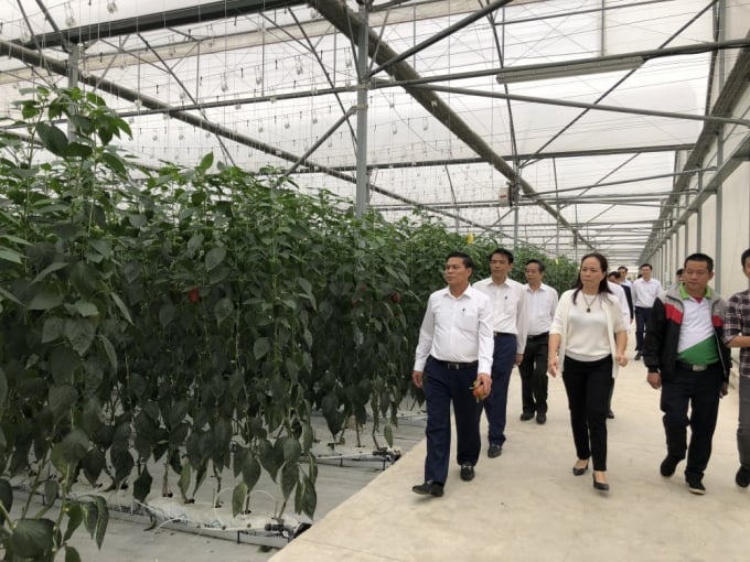 Ông Nguyễn Văn Tùng - Chủ tịch UBND TP Hải Phòng thăm mô hình trồng ớt công nghệ cao tại VinEco Hải Phòng. Ảnh: Đinh Mười.