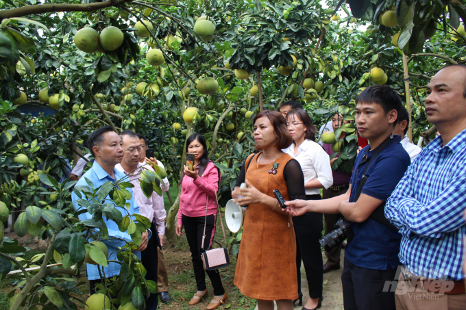 Các đại biểu tham quan vườn bưởi của gia đình ông Trần Đình Én ở xã Thanh Hải, huyện Lục Ngạn, Bắc Giang. Ảnh: HG