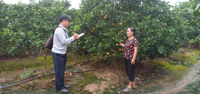 Tác giả phỏng vấn chủ hộ trồng cam VietGAP.