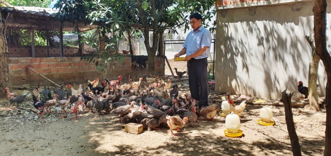 Hiện nay, anh Tuấn đang có 1 trang trại quy mô 7.000m2 chăn nuôi nhông, gà, heo và trồng cây ăn trái các loại. Ảnh: L.K.