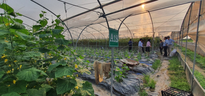 Nông nghiệp công nghệ cao tại huyện Kiến Thụy. Ảnh: Đinh Mười.