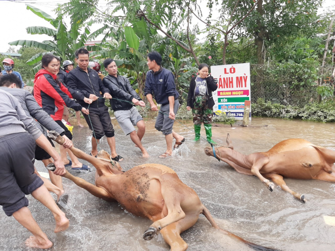 Đợt lũ lụt lịch sử từ 18 - 21/10 lĩnh vực chăn nuôi Hà Tĩnh chịu thiệt hại hết sức nặng nề. Ảnh: Quách Hường.